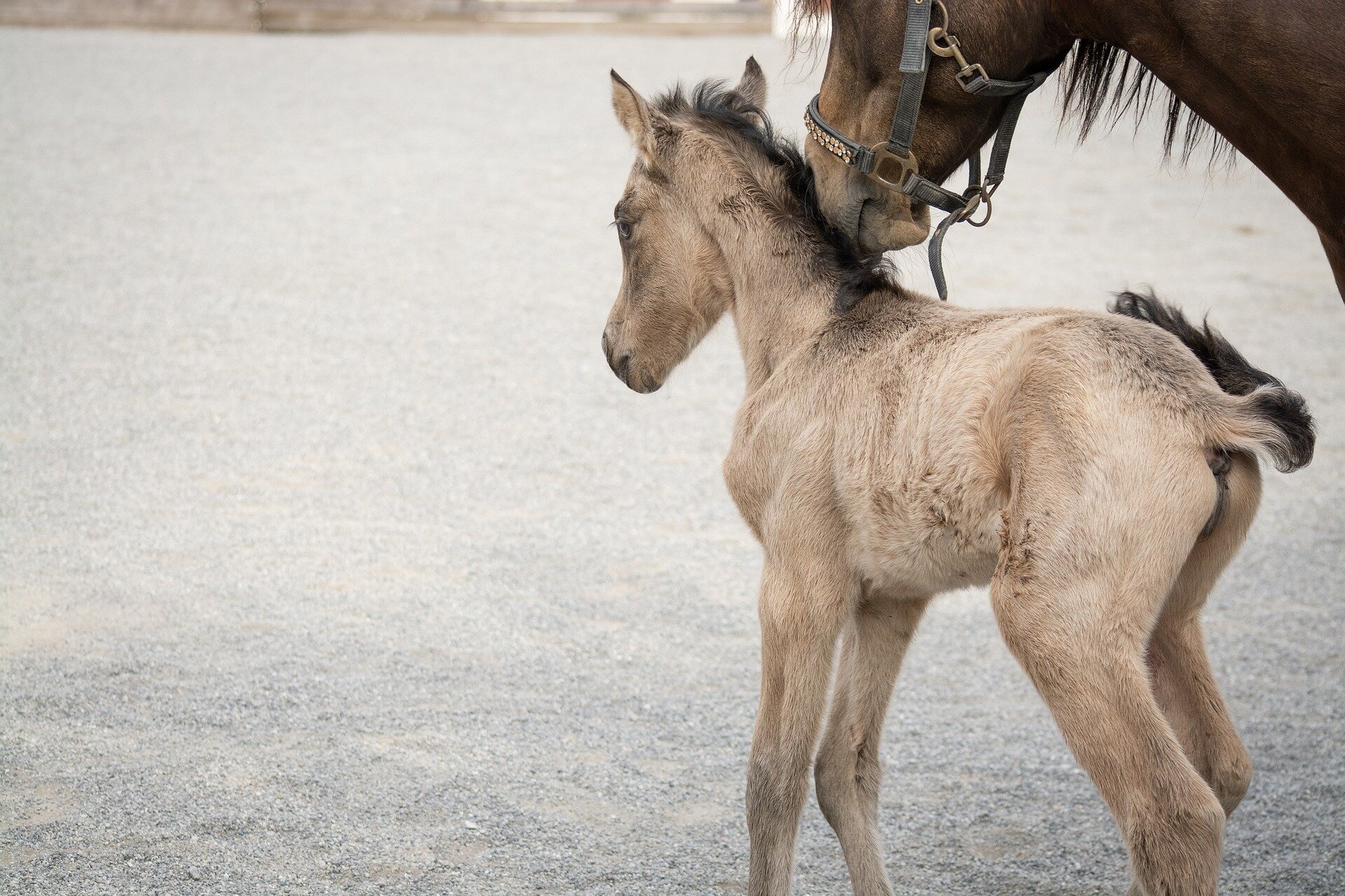 https://www.hogstafoderbutik.se/pub_docs/files/NystartsidaFlightFoderkanalenMars2023/foal-g290730701_1920.jpg