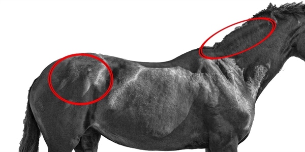 Välfärdssjukdom kan drabba din häst